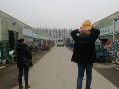 -龙大花卉苗木市场