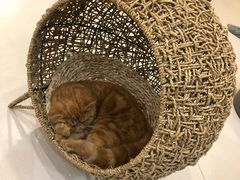 -飞行喵MR PILOT|猫舍·猫咖(静安大融城店)