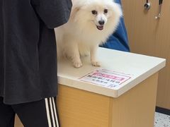 -瑞派康怡24h宠物医院·犬猫医疗中心·微创绝育(瑞景分院)