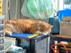 -平行世界·猫咖(首经贸店)