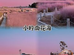 -合肥滨湖国家森林公园