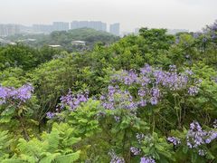 -飞凤山奥体公园