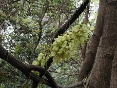 -火炉山森林公园