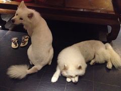 IMG_5632-西塘明榉坊客栈