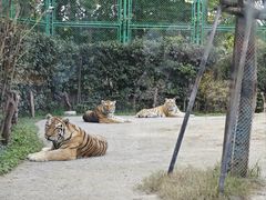 -上海野生动物园老虎餐厅