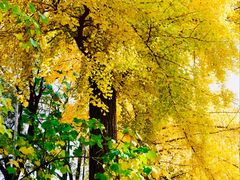 -三里屯东五街银杏大道