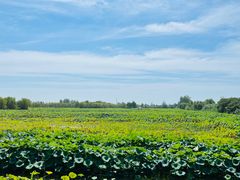 -泗洪洪泽湖湿地景区