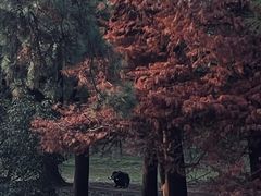 -上海共青森林公园