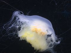 -珠海长隆海洋王国