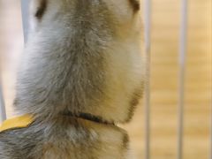 -Husky Go! 哈士奇体验馆·宠物咖啡厅狗咖
