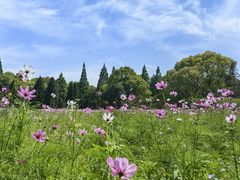 -上海滨江森林公园