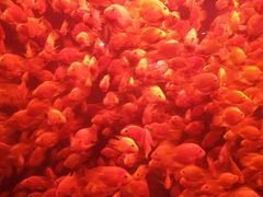 -太平洋海底世界