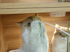-猫十亿·布偶金渐层·曼基康矮脚猫舍(青年路店)