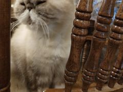 -猫色咖啡·猫咖
