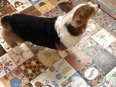 -酷豆宠物咖啡·宠物美食·撸猫馆