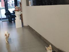 -琪喵猫屋·撸猫猫咖·猫舍