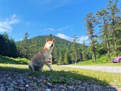 -武陵山森林公园