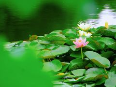 -陈家山荷花公园