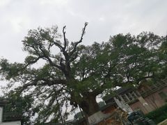 -新安江山水画廊风景区