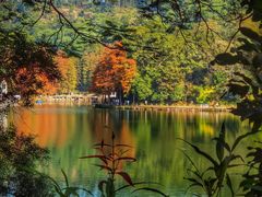 -深圳仙湖植物园