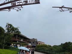 -喜茶(迪士尼小镇DP店)