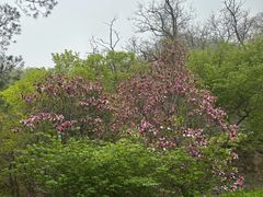 -北京鹫峰国家森林公园