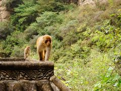 景点 野生猕猴-云台山风景名胜区