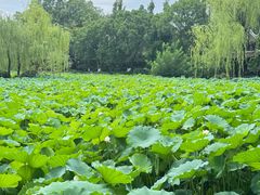-桂湖森林公园