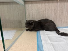 -爱派特动物医院·全科诊疗中心