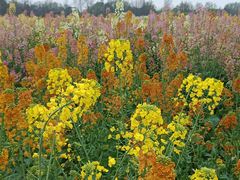 -中国天府农业博览园