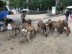 -奈良公园