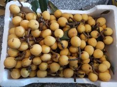 -塘栖枇杷特色园区