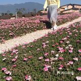 少了些商业化运作，还是很多人喜欢来这里的