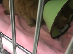 -美美宠物诊疗中心·异宠·骨科(滨江东信分院)