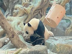 -武汉动物园
