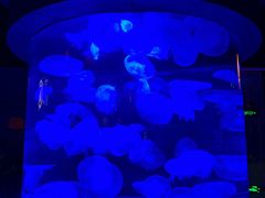 -太平洋海底世界