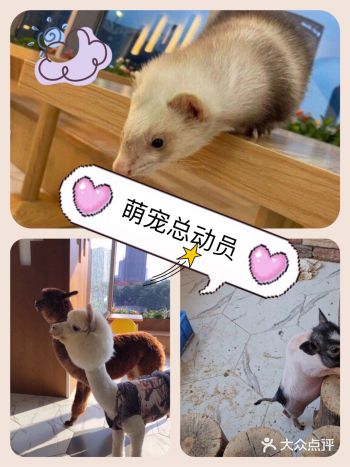 室内动物萌宠乐园，六一有折扣呦