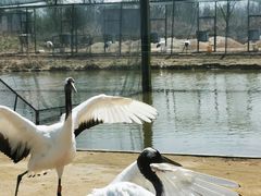 -盐城丹顶鹤湿地生态旅游区