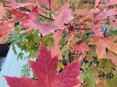 -牛背梁国家森林公园