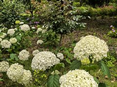 -鹅湖玫瑰文化园