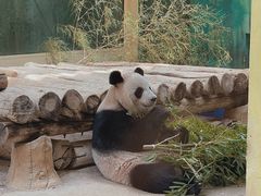 -上海野生动物园