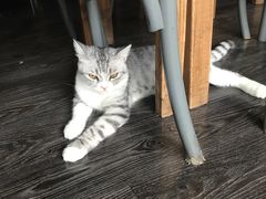 -吉丁鸟咖·异宠·寄养