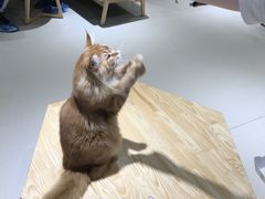 -藏猫猫咖啡主题馆(中央大道店)