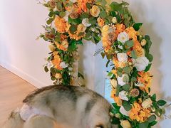 -Husky Go! 哈士奇体验馆·宠物咖啡厅狗咖