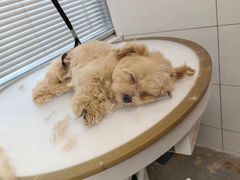 -萌宠之家·腊肠犬·马尔泰·小体犬舍