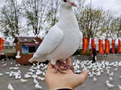 -天津妈祖文化园