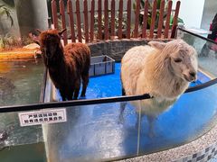 -上海大自然野生昆虫馆(东方明珠·爬宠昆虫探索中心)