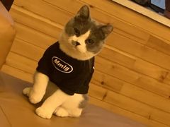 -喵zoo家庭繁育猫舍(尖东智能花园店)