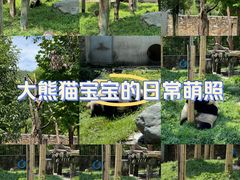 -卧龙中华大熊猫苑神树坪基地