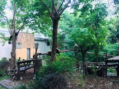 景点-成都大熊猫繁育研究基地